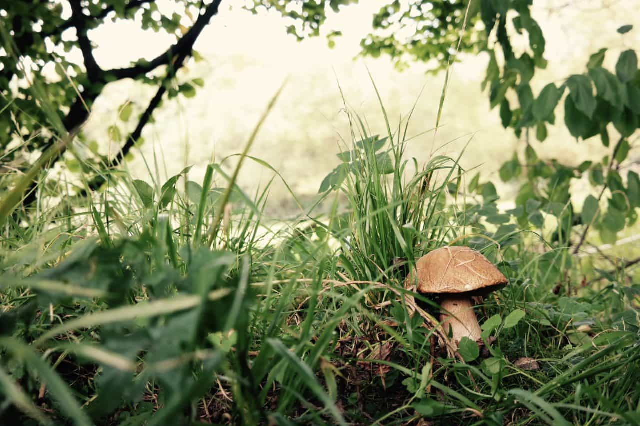 wielkiego grzybobrania czas