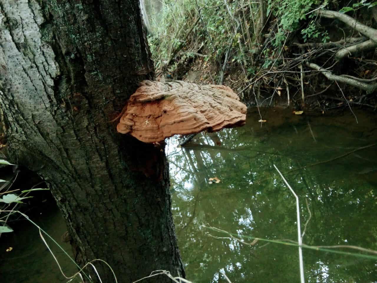 moje wyobrażenie o bio, eko, organic